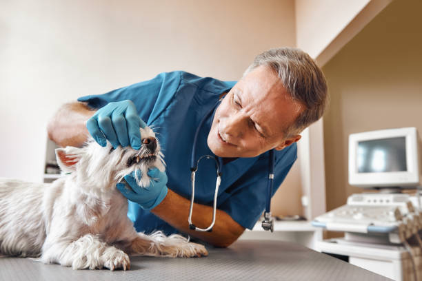 Best Emergency Root Canal Therapy in Hebron Estates, KY